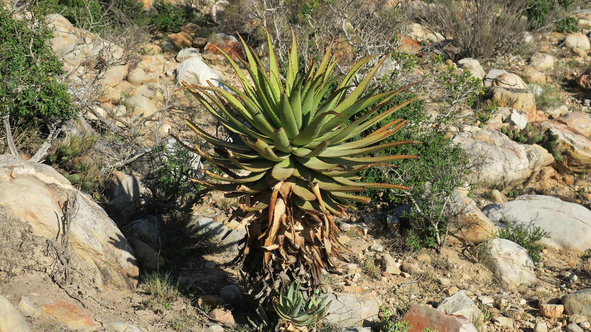 Aloe lineata var. lineata红线芦荟，条纹芦荟典型变种 - 23h8 爱生活吧！