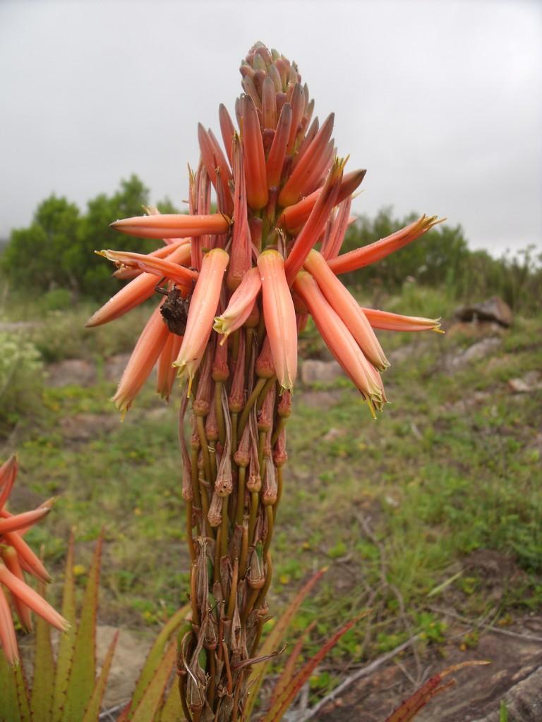 Aloe lineata var. lineata红线芦荟，条纹芦荟典型变种 - 23h8 爱生活吧！