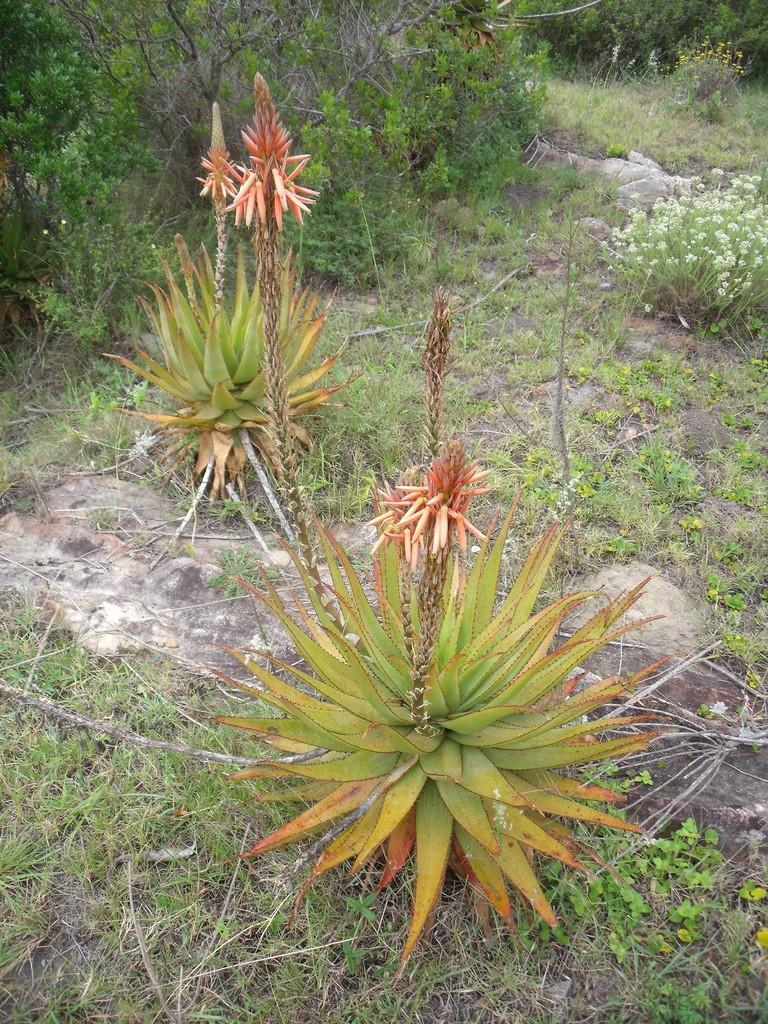 Aloe lineata var. lineata红线芦荟，条纹芦荟典型变种 - 23h8 爱生活吧！