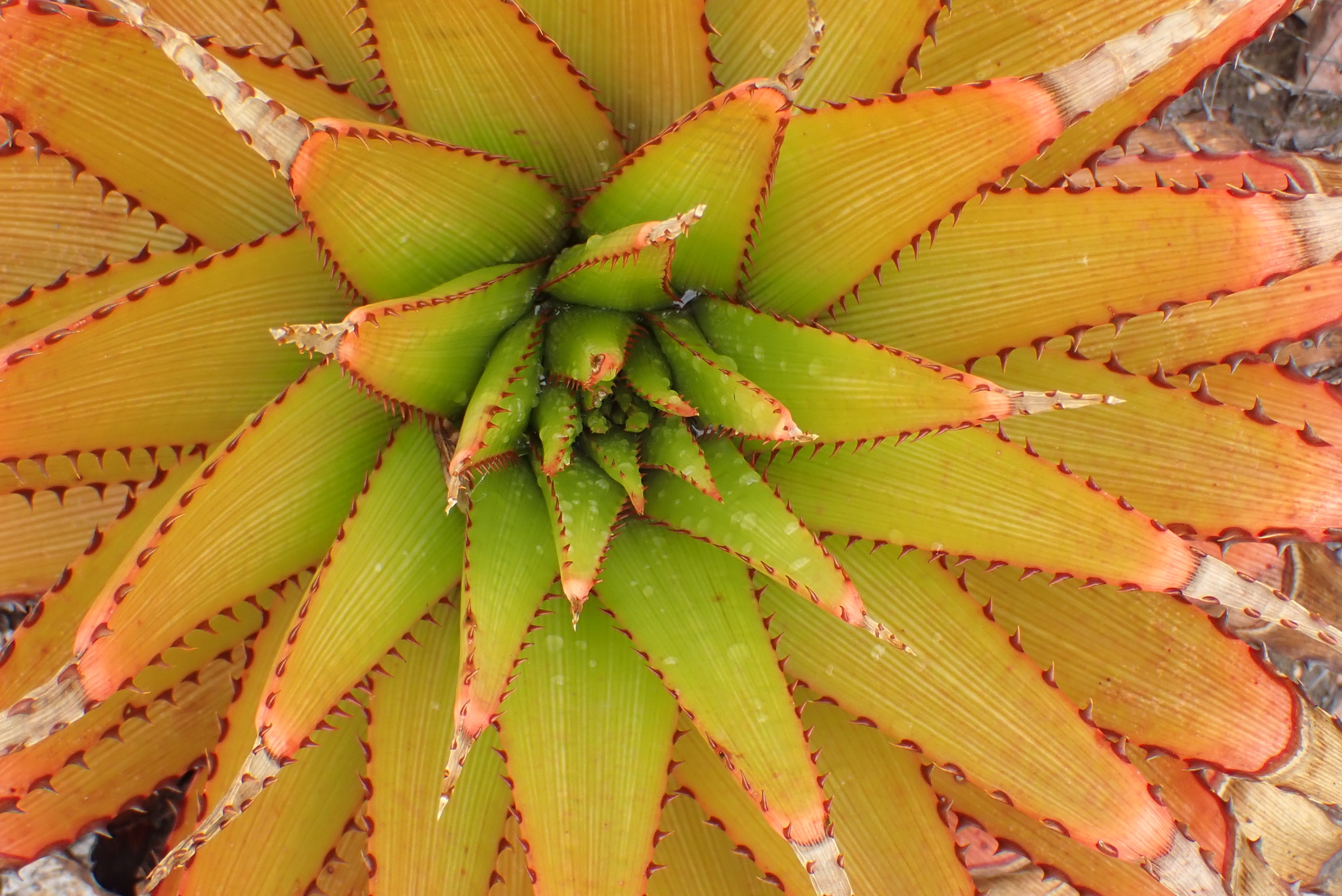 Aloe lineata var. muirii穆尔条纹芦荟 - 23h8 爱生活吧！