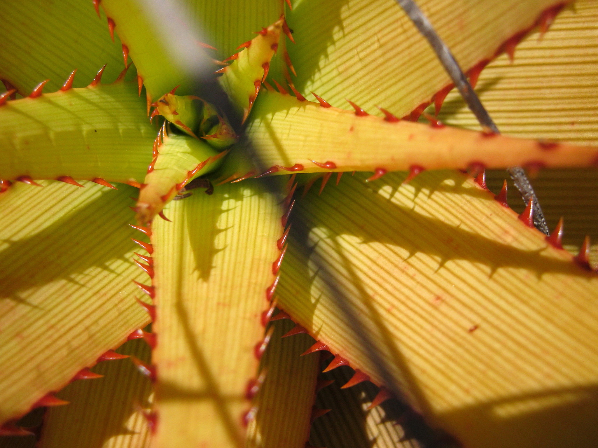 Aloe lineata var. muirii穆尔条纹芦荟 - 23h8 爱生活吧！