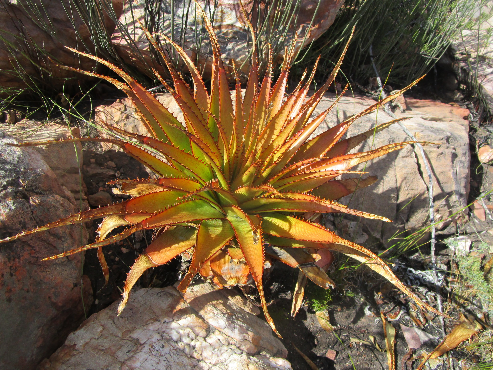 Aloe lineata var. muirii穆尔条纹芦荟 - 23h8 爱生活吧！
