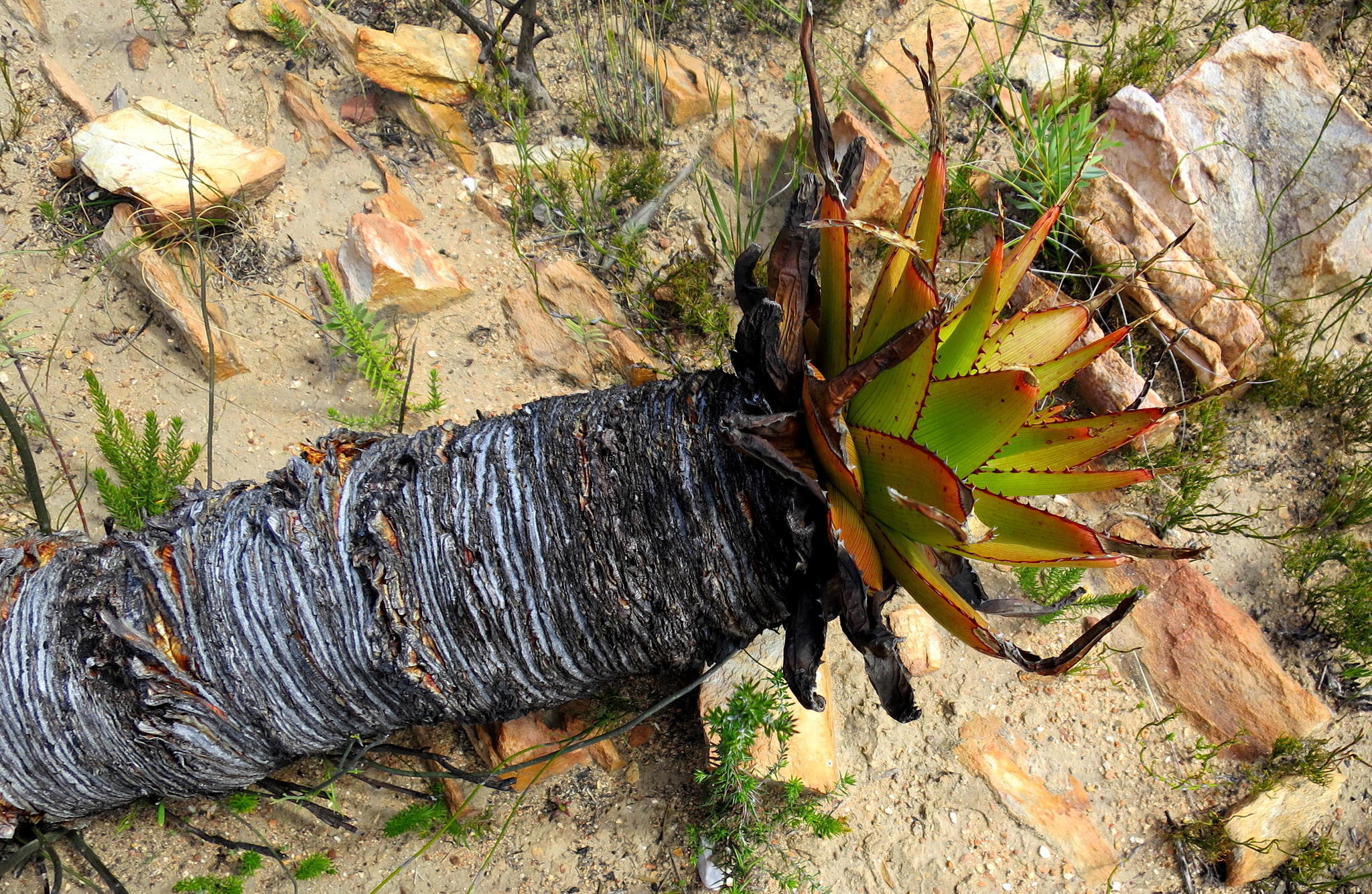 Aloe lineata var. muirii穆尔条纹芦荟 - 23h8 爱生活吧！