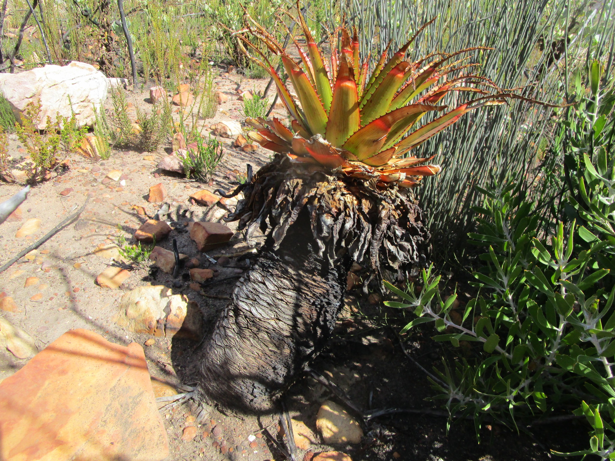 Aloe lineata var. muirii穆尔条纹芦荟 - 23h8 爱生活吧！