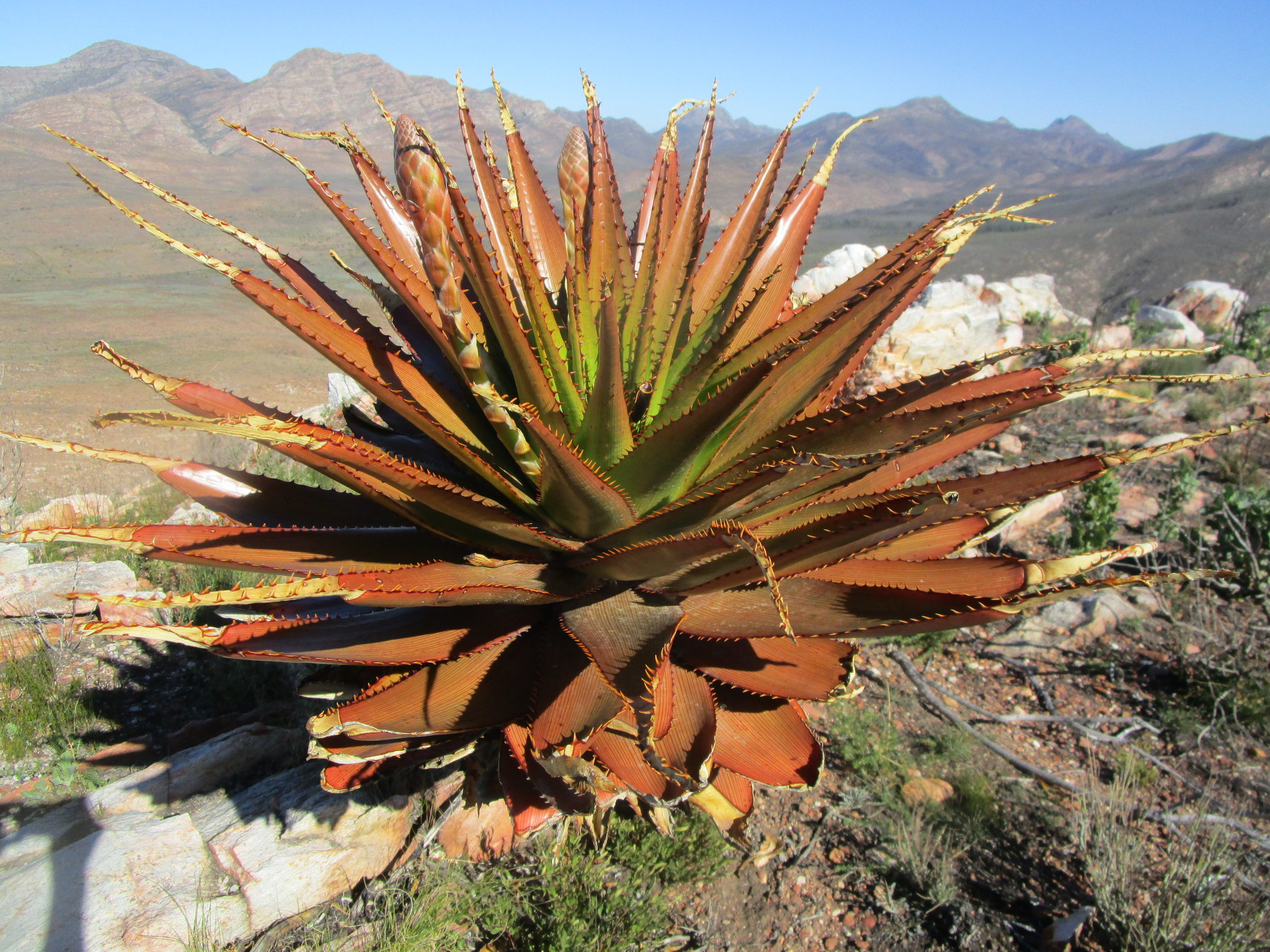 Aloe lineata var. muirii穆尔条纹芦荟 - 23h8 爱生活吧！
