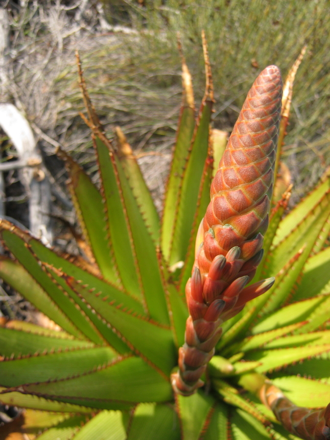 Aloe lineata var. muirii穆尔条纹芦荟 - 23h8 爱生活吧！