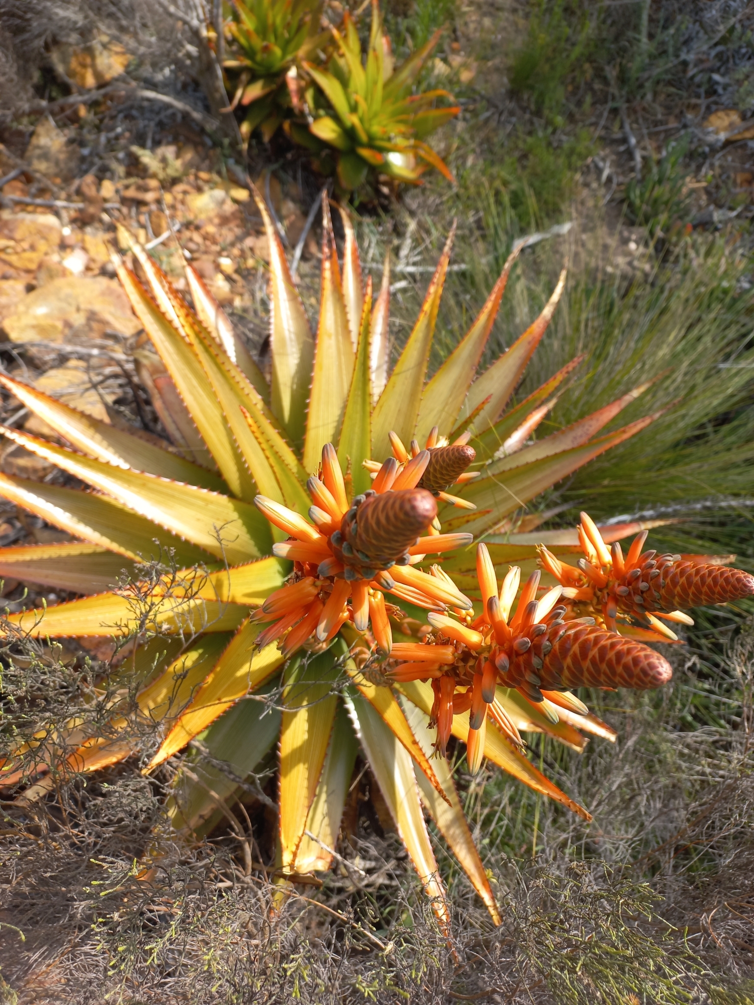 Aloe lineata var. muirii穆尔条纹芦荟 - 23h8 爱生活吧！