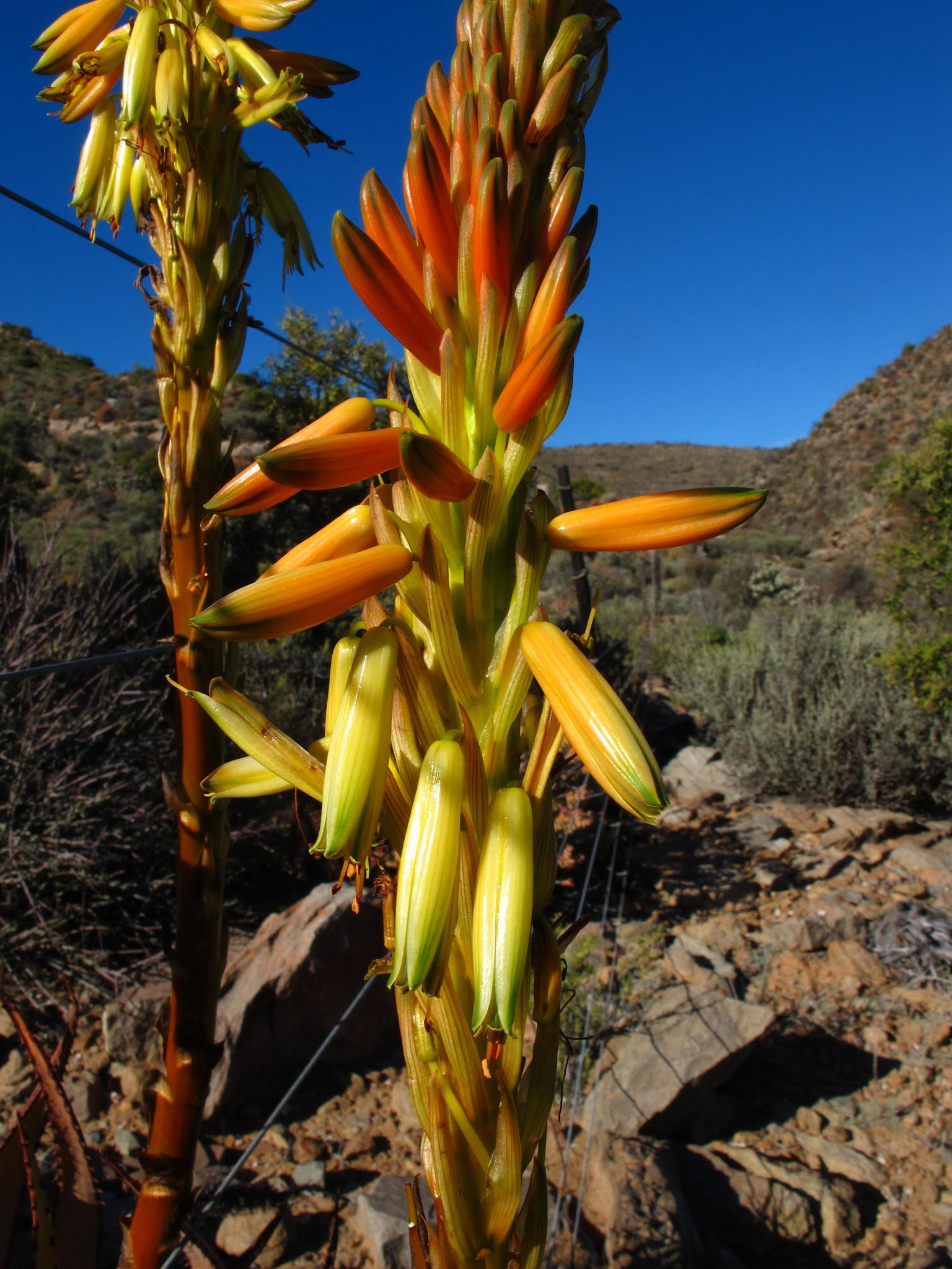 Aloe lineata var. muirii穆尔条纹芦荟 - 23h8 爱生活吧！