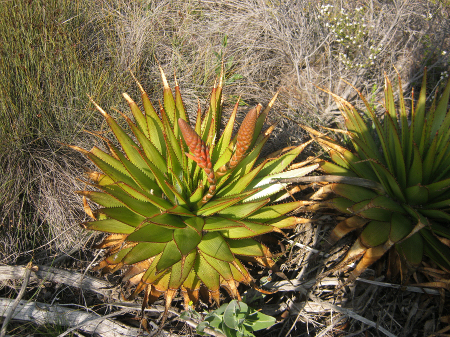 Aloe lineata var. muirii穆尔条纹芦荟 - 23h8 爱生活吧！