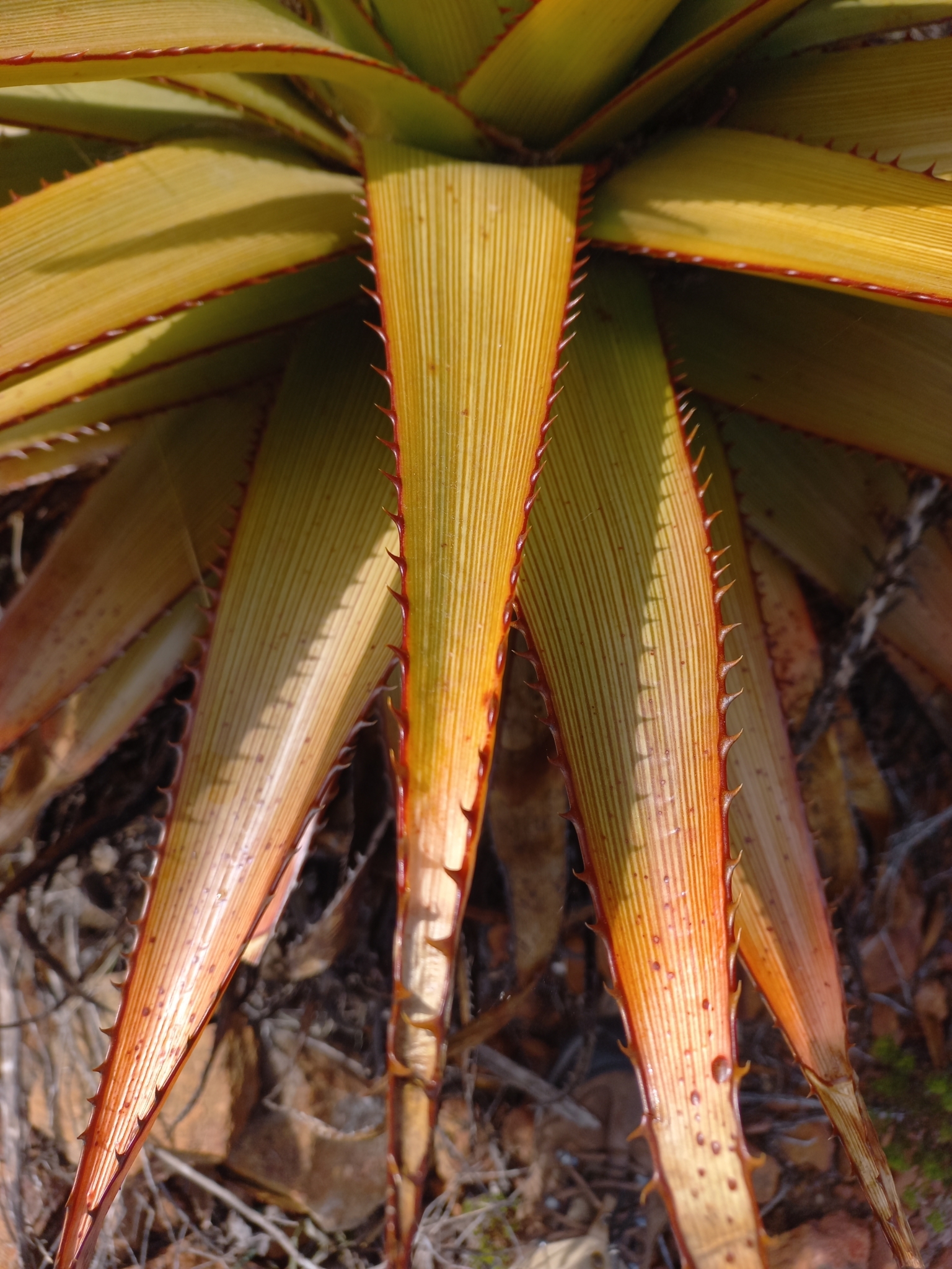 Aloe lineata var. muirii穆尔条纹芦荟 - 23h8 爱生活吧！