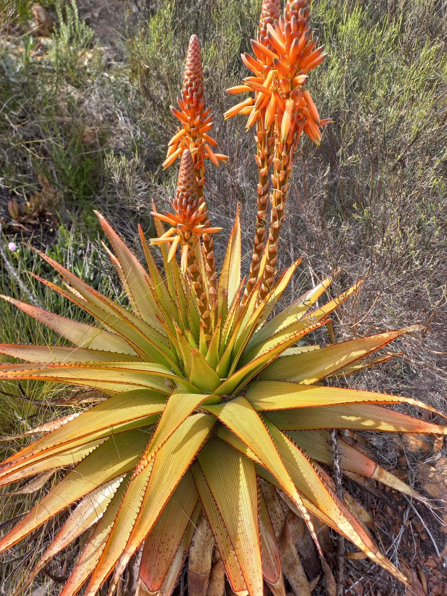 Aloe lineata var. muirii穆尔条纹芦荟 - 23h8 爱生活吧！