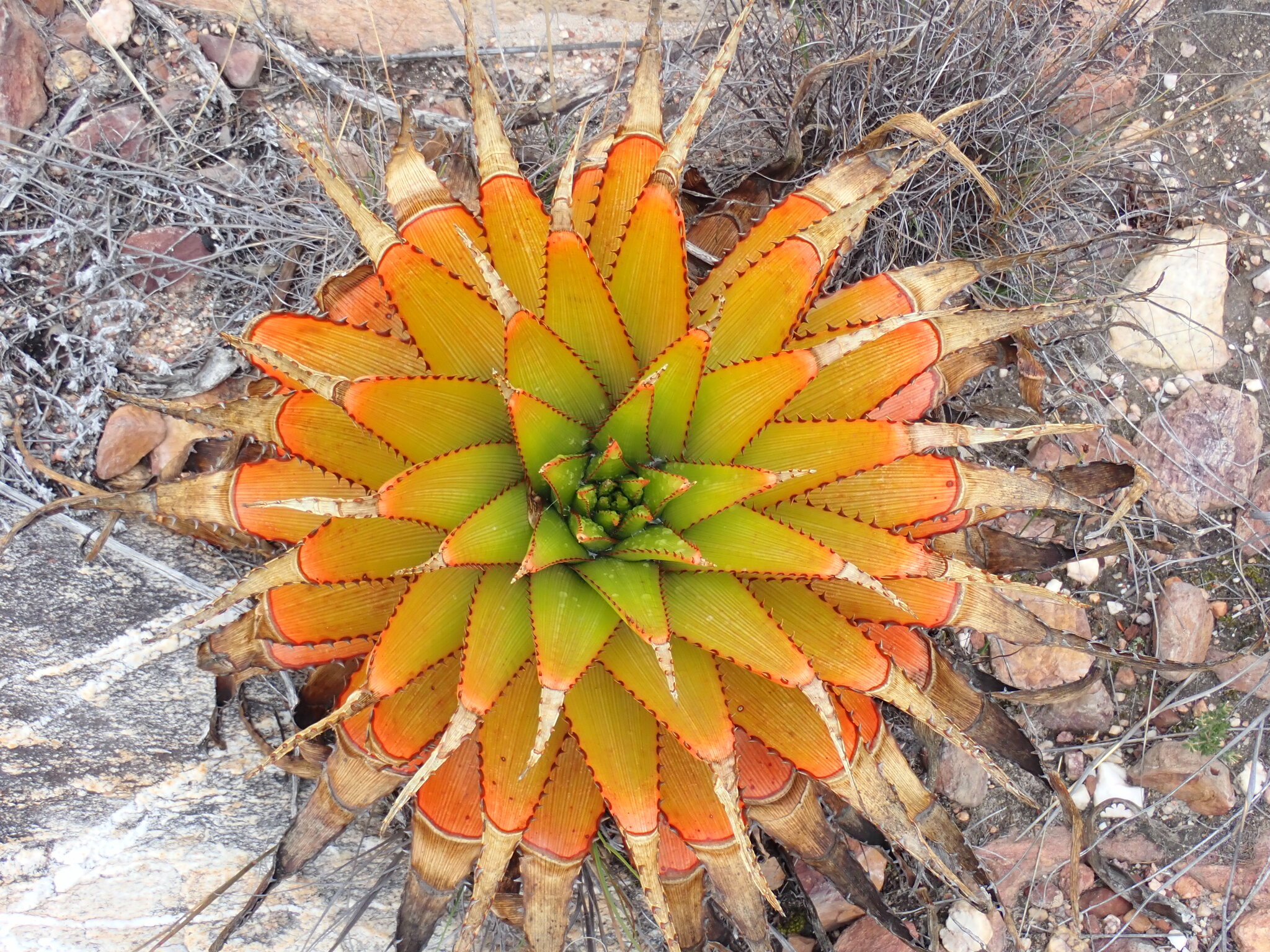 Aloe lineata var. muirii穆尔条纹芦荟 - 23h8 爱生活吧！