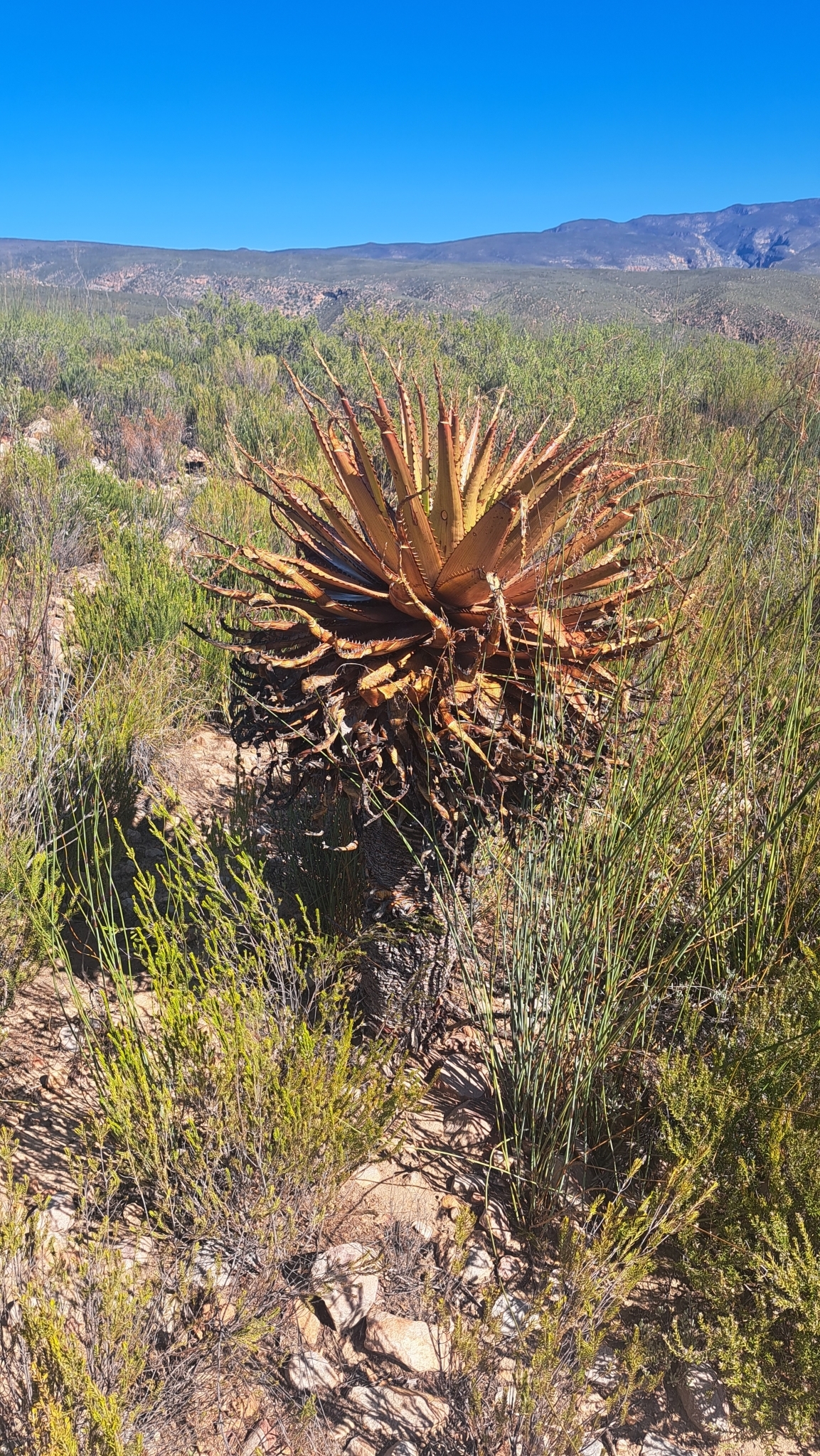Aloe lineata var. muirii穆尔条纹芦荟 - 23h8 爱生活吧！