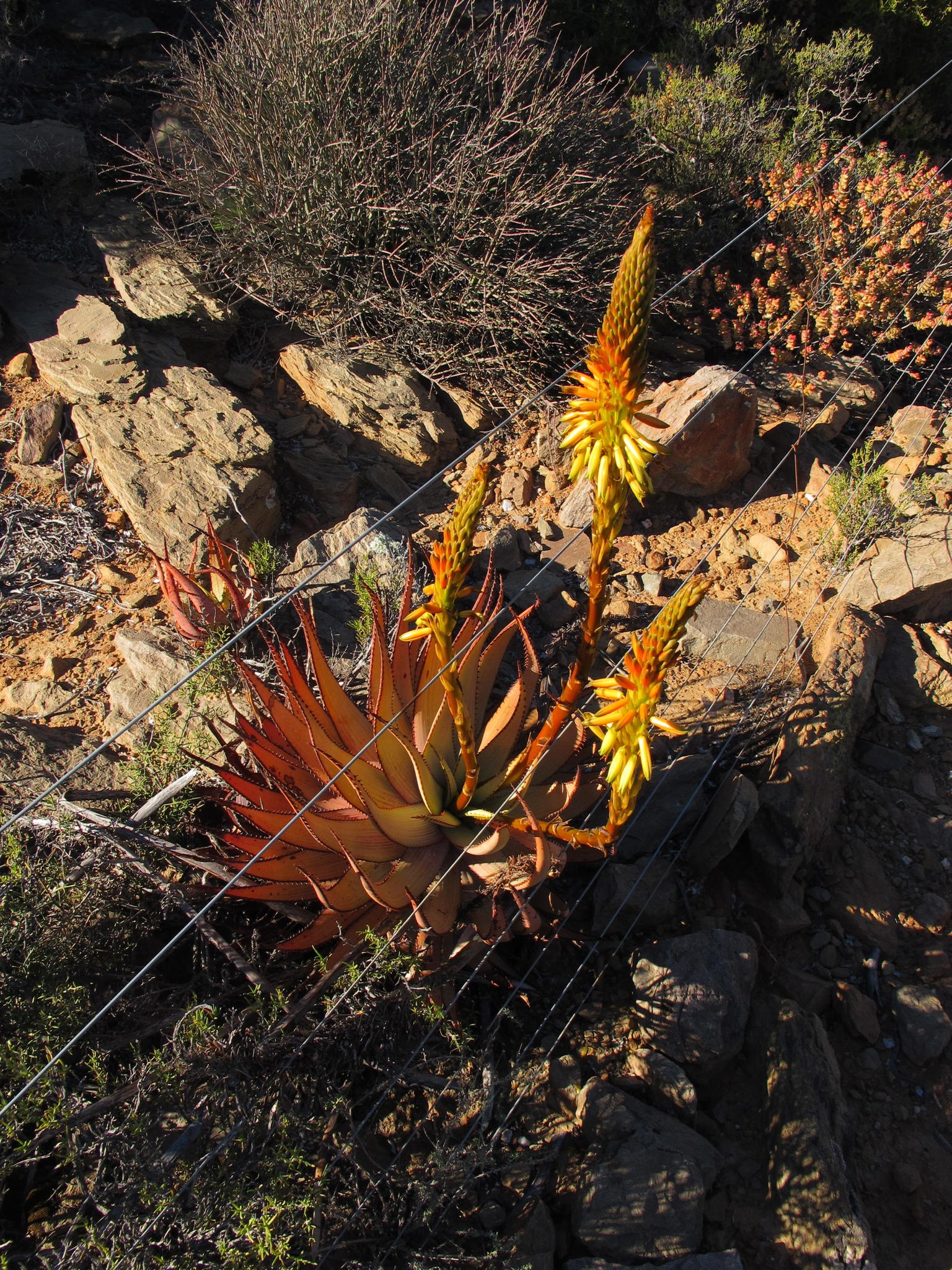 Aloe lineata var. muirii穆尔条纹芦荟 - 23h8 爱生活吧！