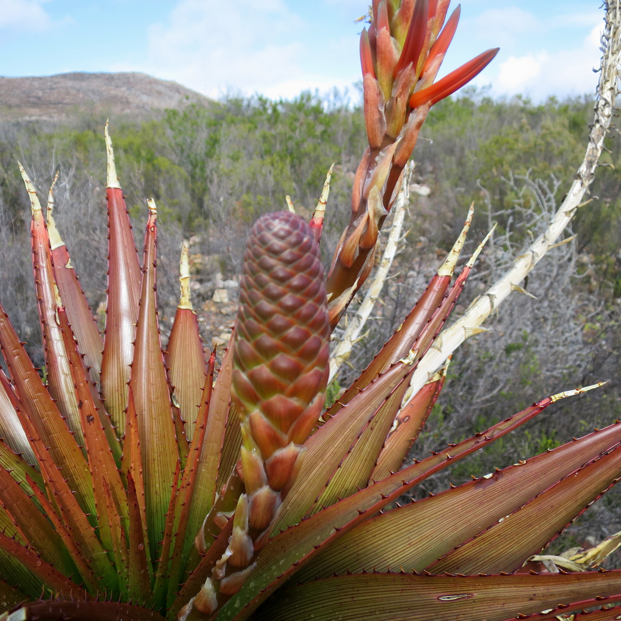 Aloe lineata var. muirii穆尔条纹芦荟 - 23h8 爱生活吧！