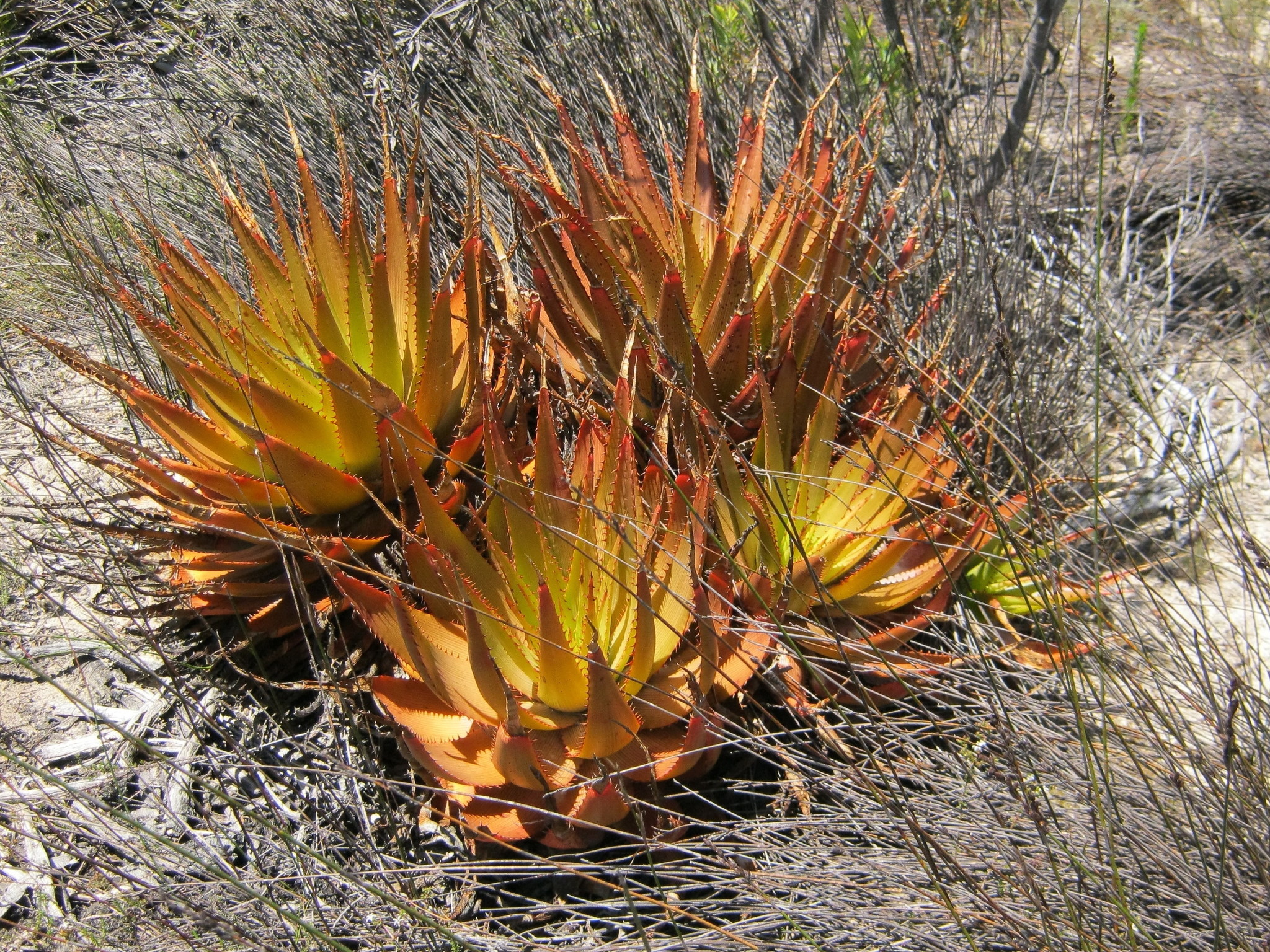 Aloe lineata var. muirii穆尔条纹芦荟 - 23h8 爱生活吧！