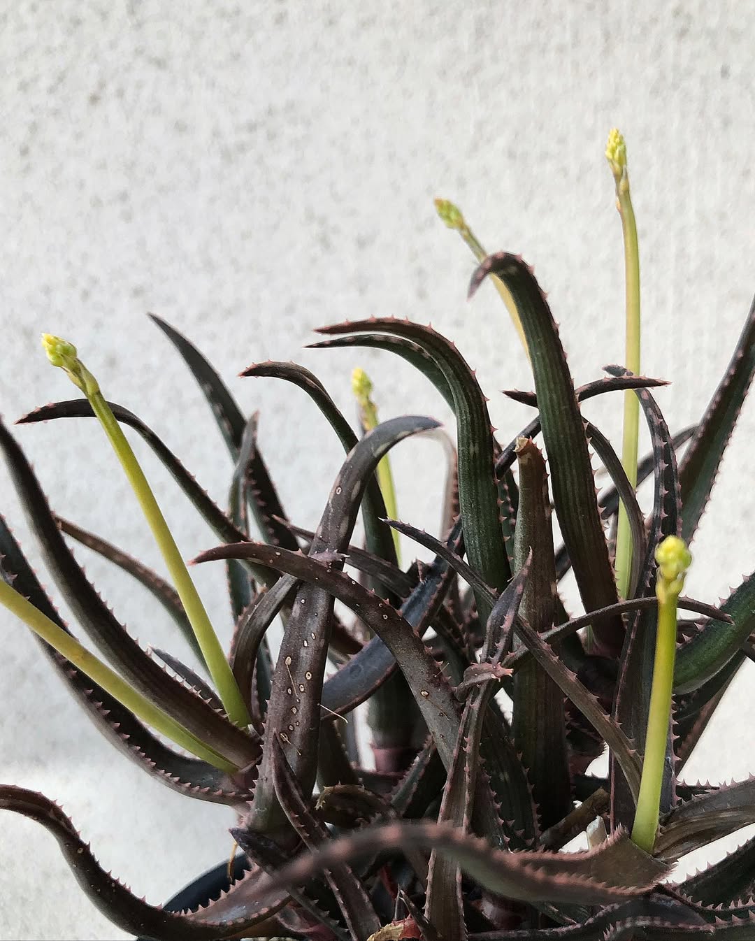 Aloe alfredii- 23h8