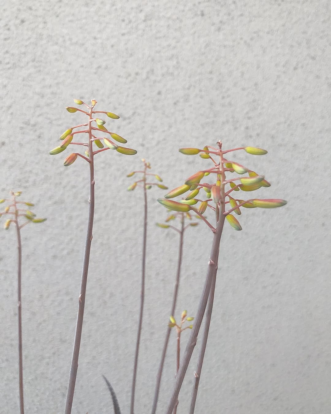 Aloe alfredii- 23h8