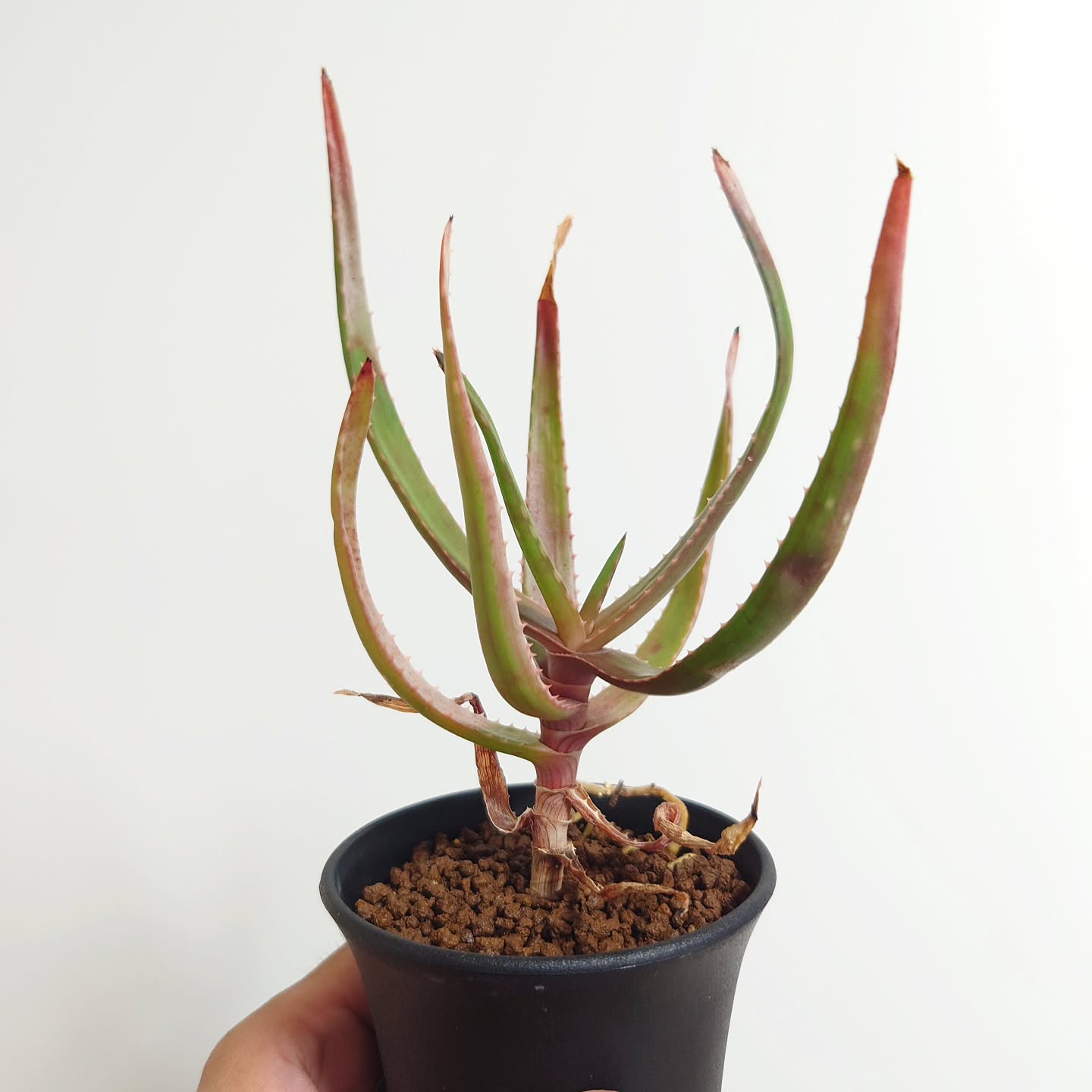 Aloe alfredii- 23h8