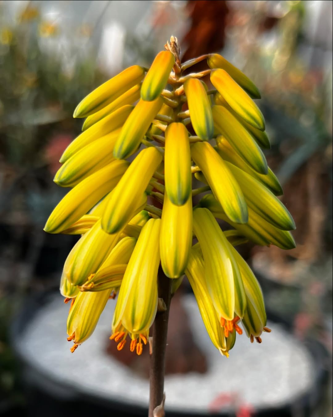Aloe alfredii- 23h8