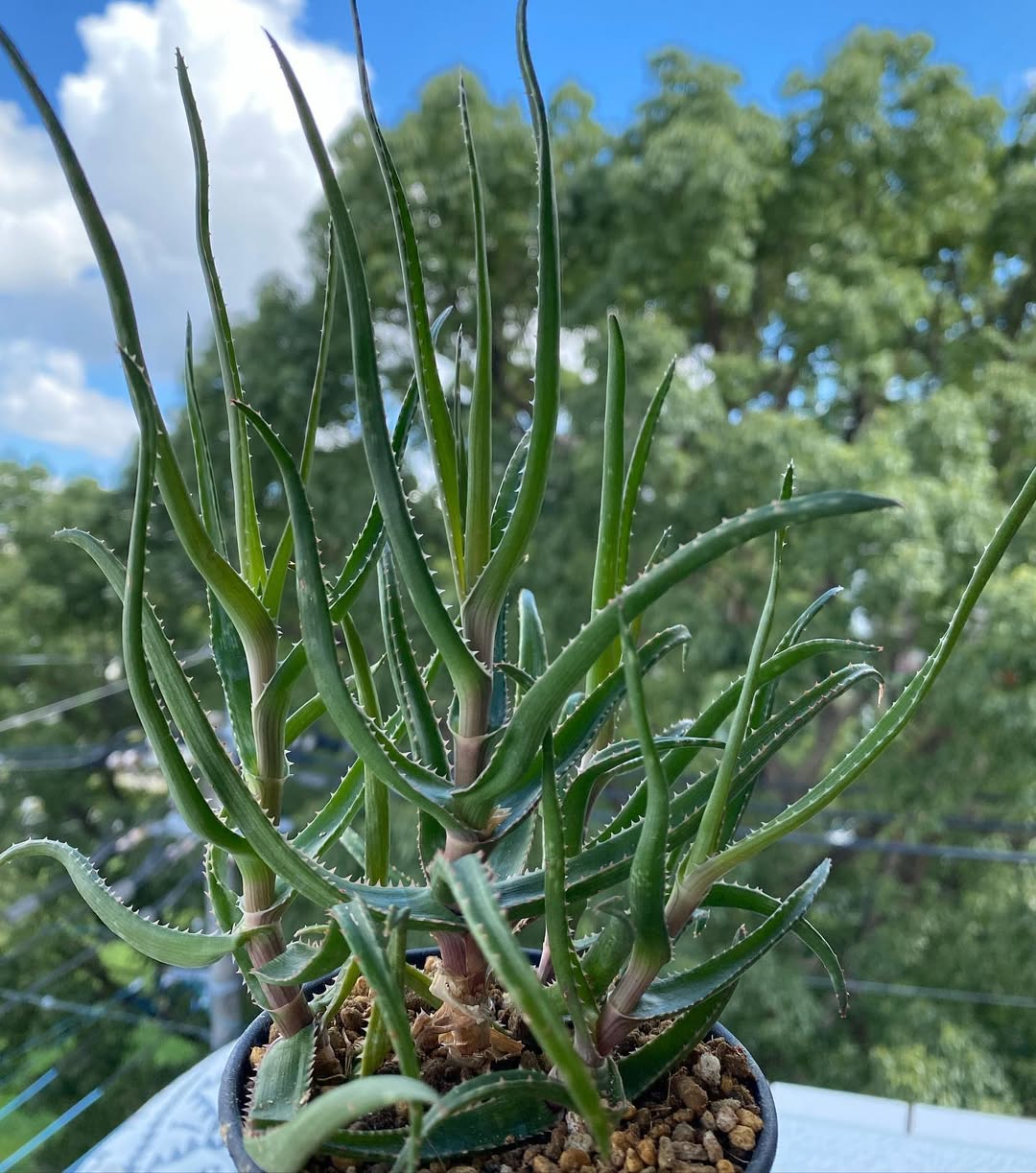 Aloe alfredii- 23h8