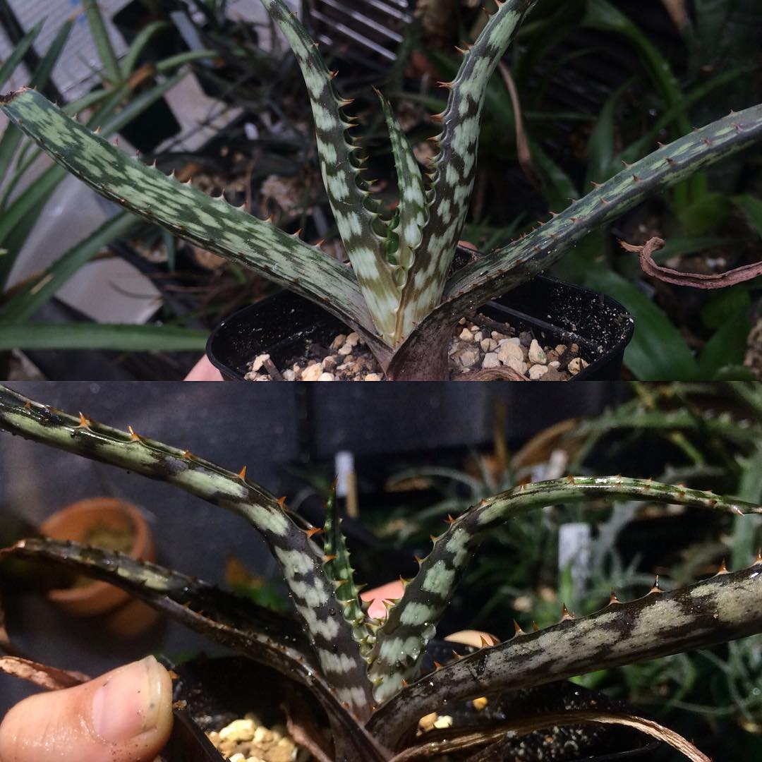 Aloe ammophila - 23h8