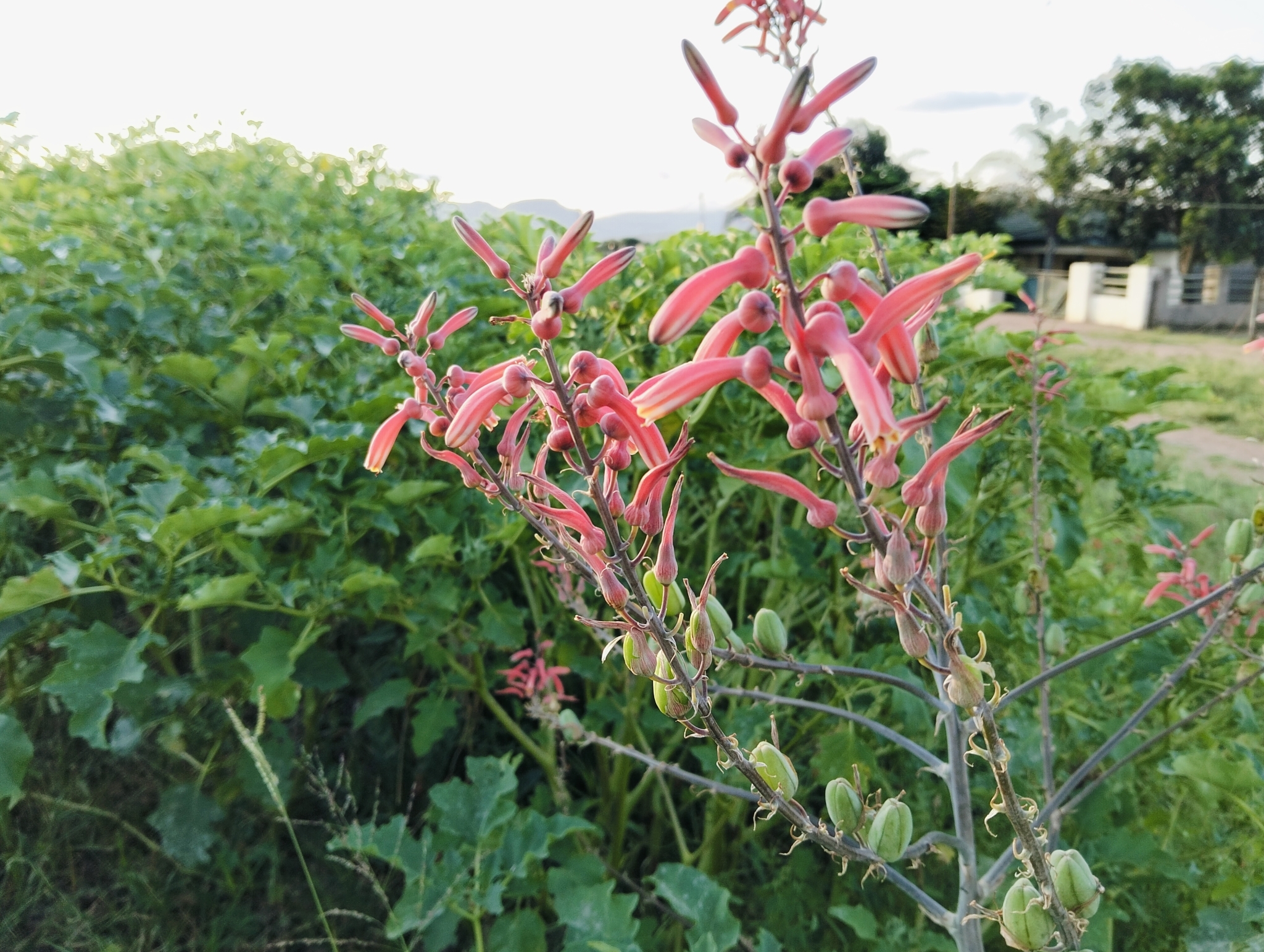 Aloe ammophila - 23h8