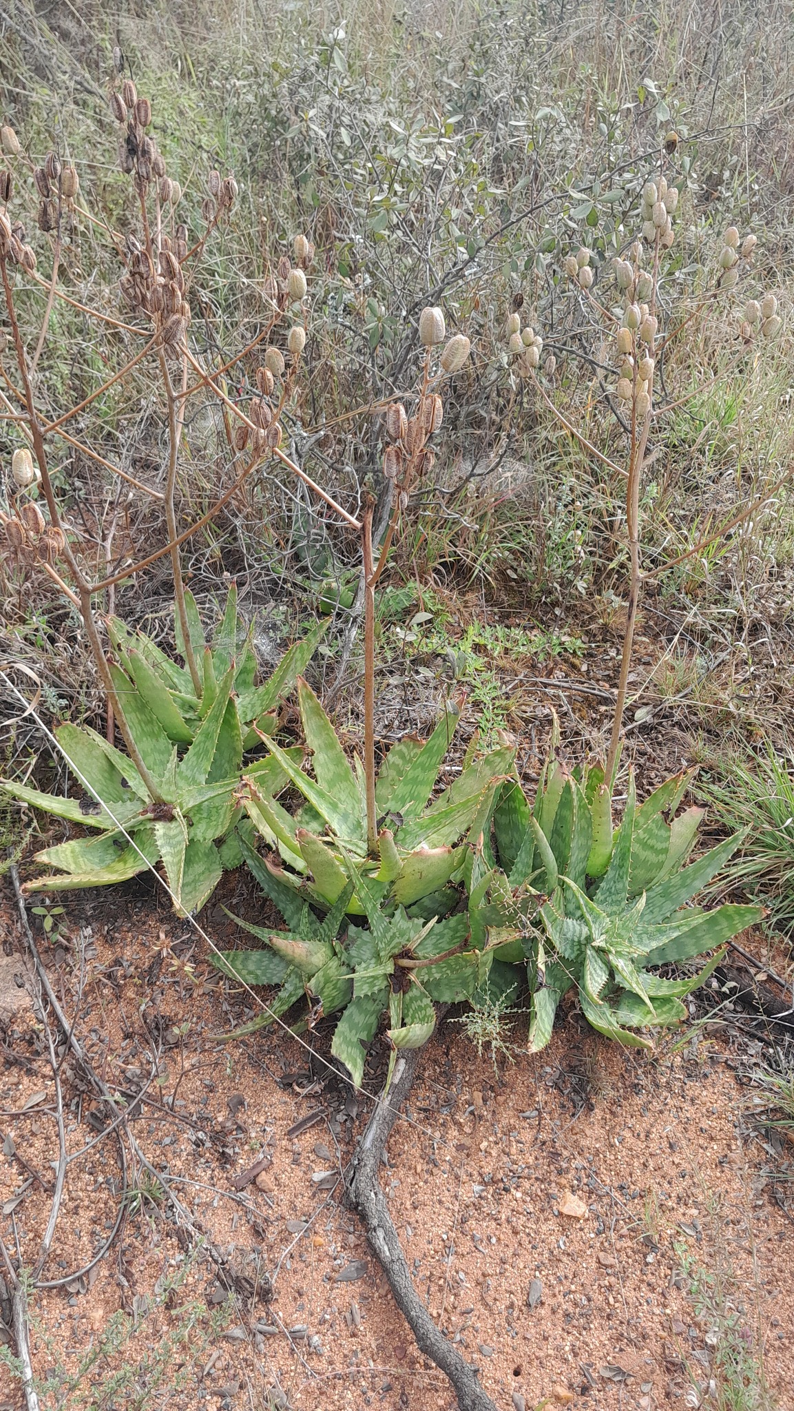 Aloe ammophila - 23h8