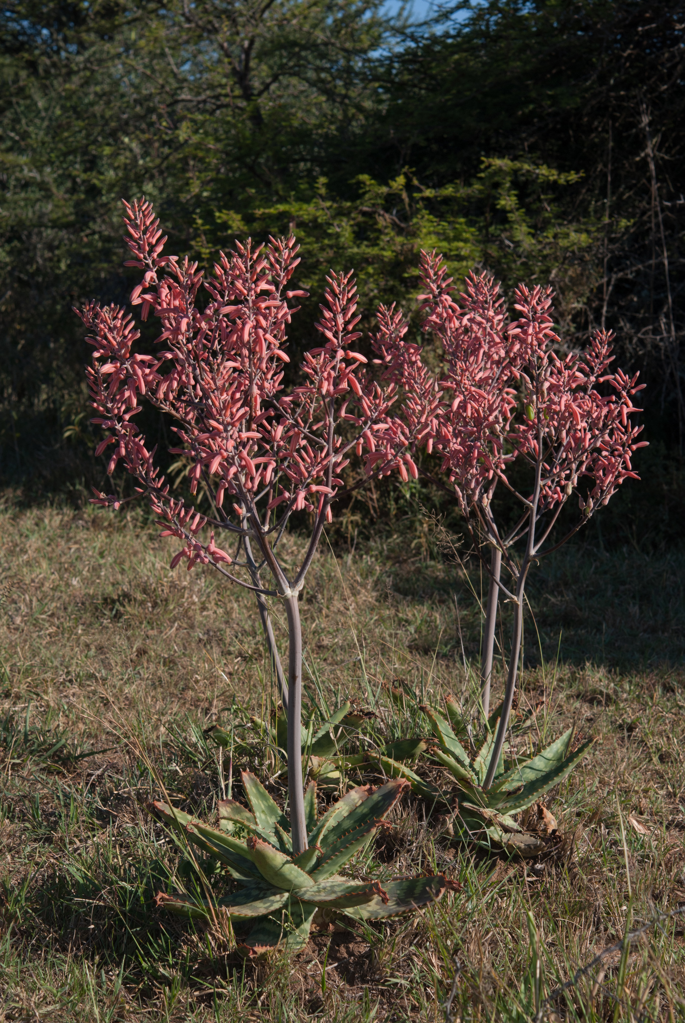 Aloe ammophila - 23h8