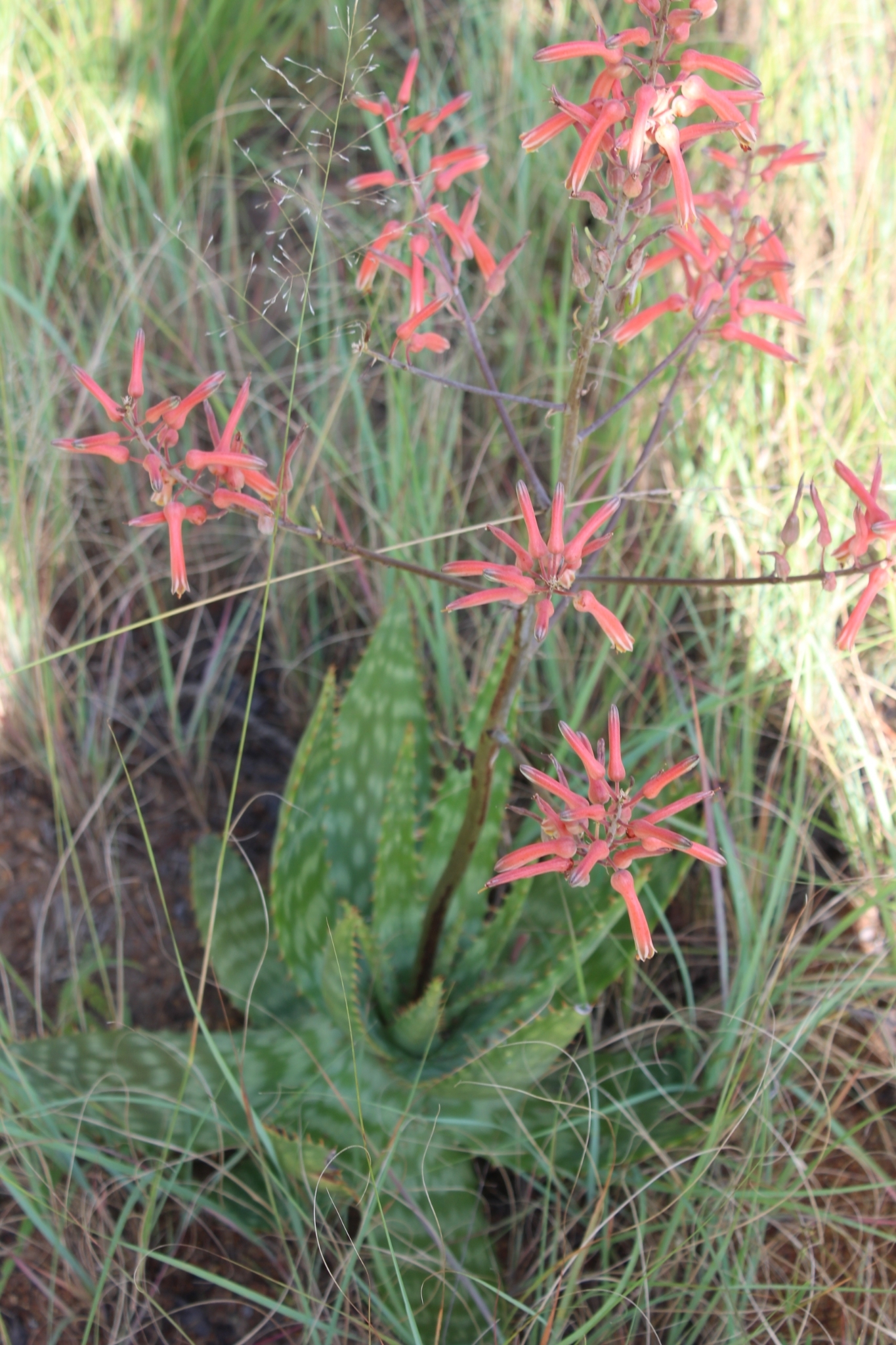 aloe vera geruch Aloe Vera Blätter kaufen