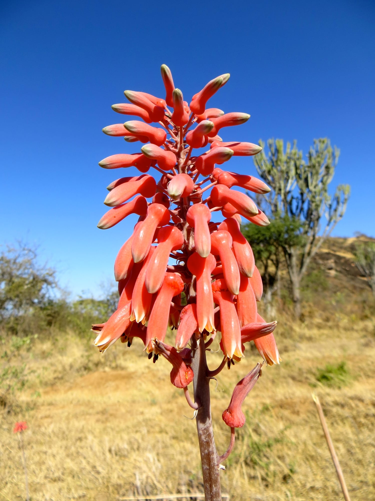 Aloe amudatensis - 23h8