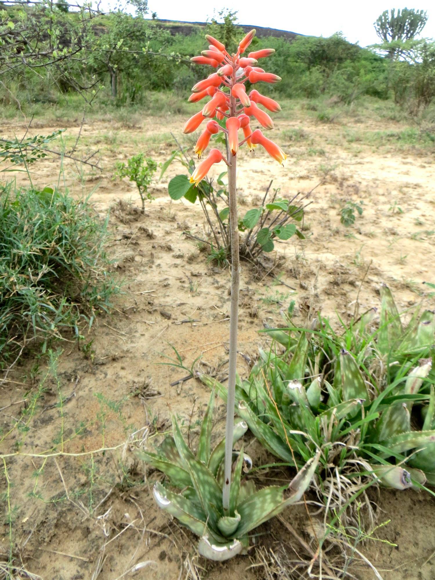 Aloe amudatensis - 23h8