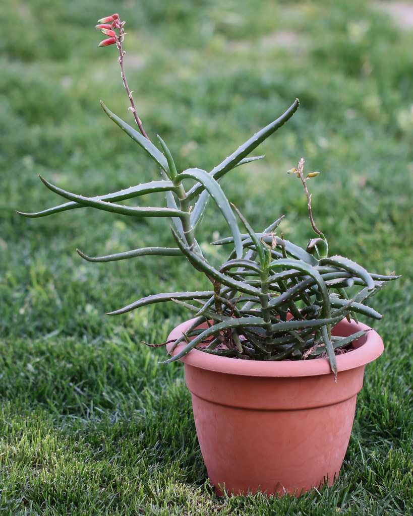 Aloe antandroi - 23h8
