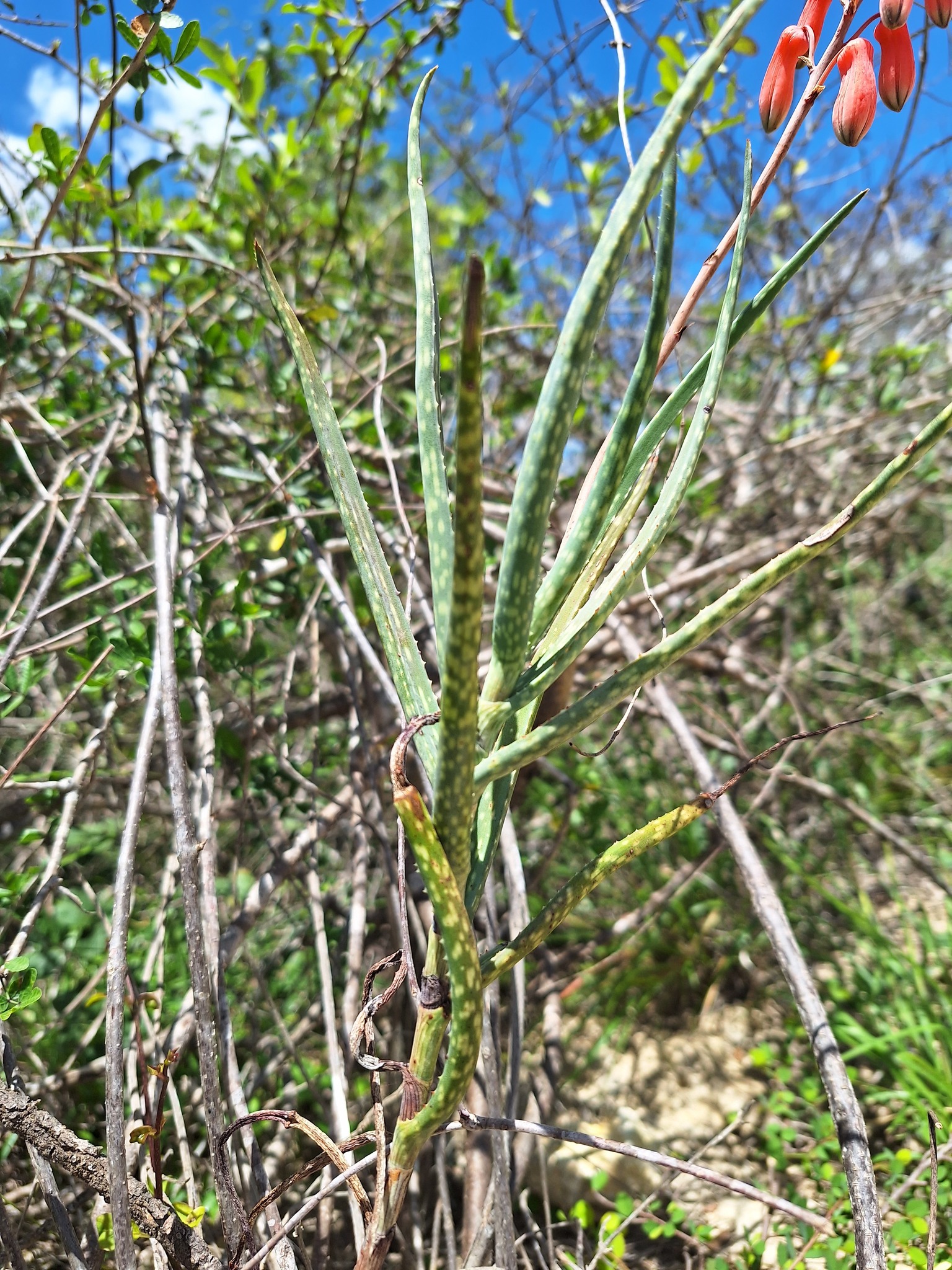 Aloe antandroi - 23h8