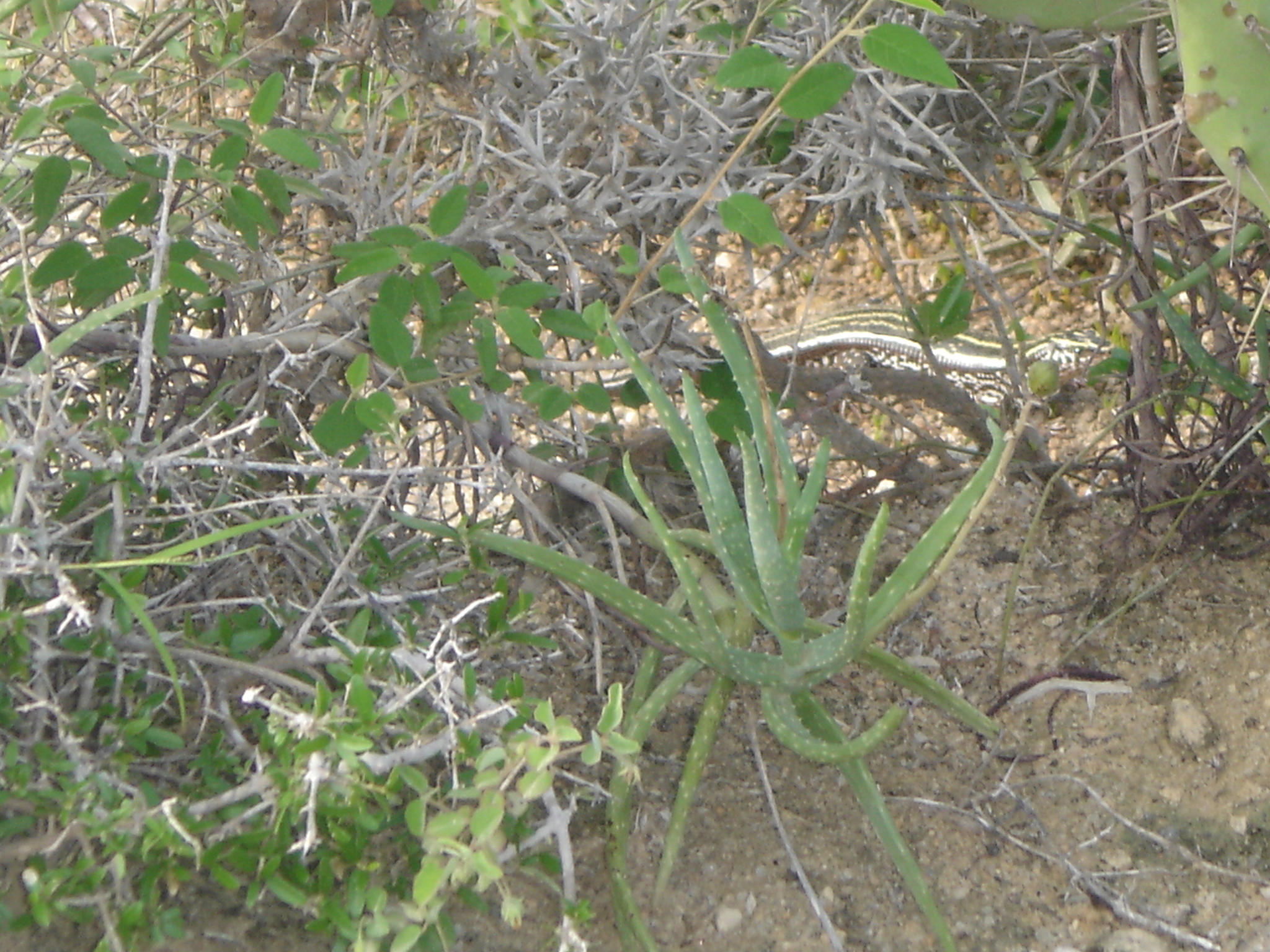 Aloe antandroi - 23h8