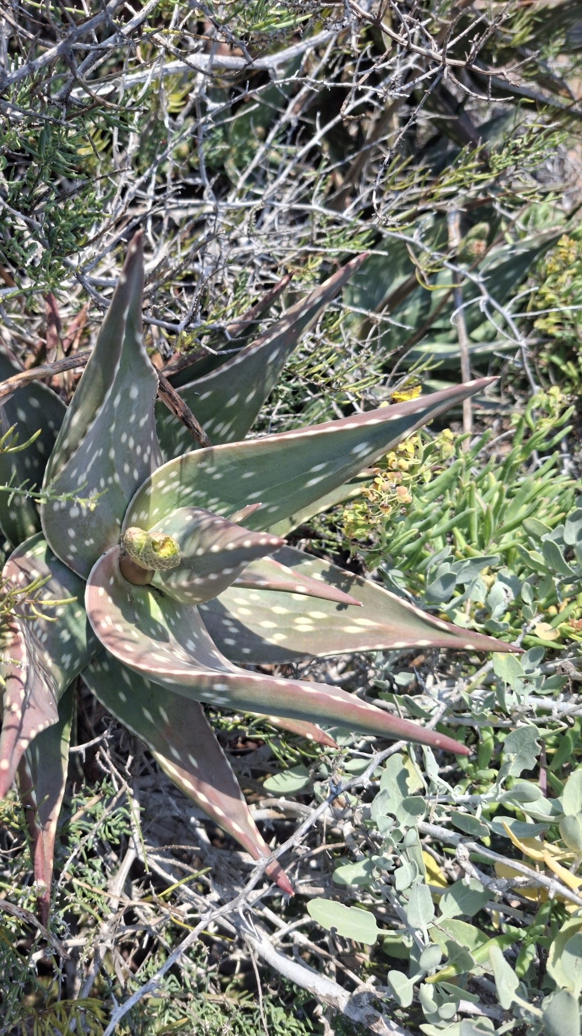 Aloe arenicola- 23h8