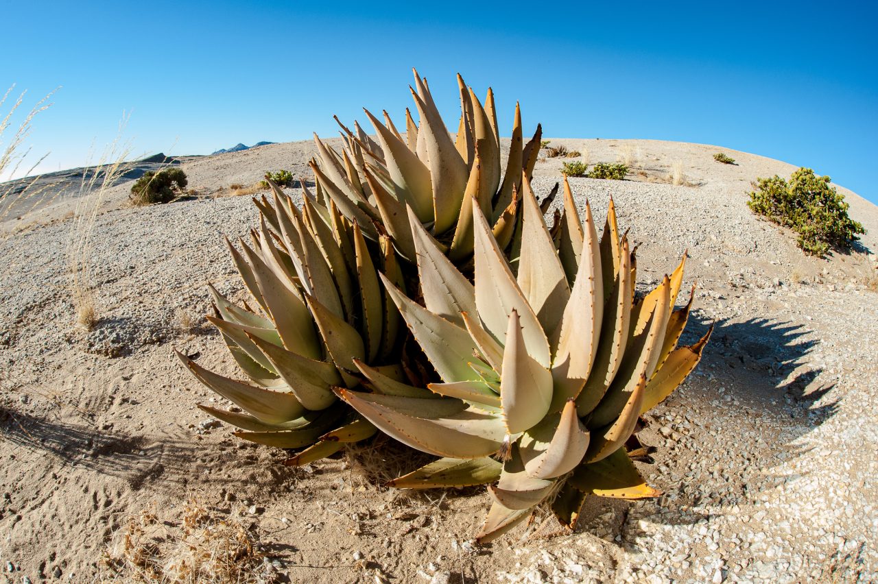 aloes na rany ropne Aloe 'rooikappie'