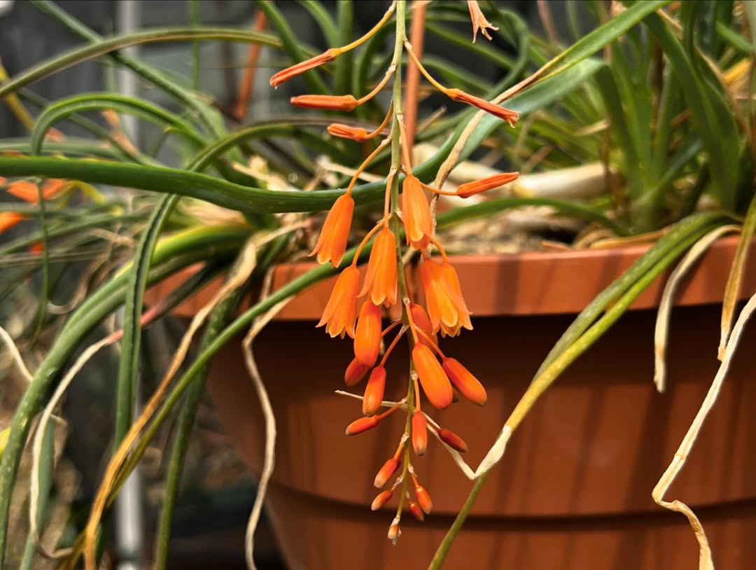 Aloe ballii- 23h8
