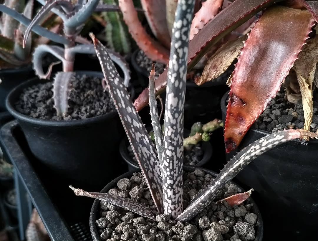 Aloe bertemariae伯特玛利亚芦荟- 23h8 爱生活吧！