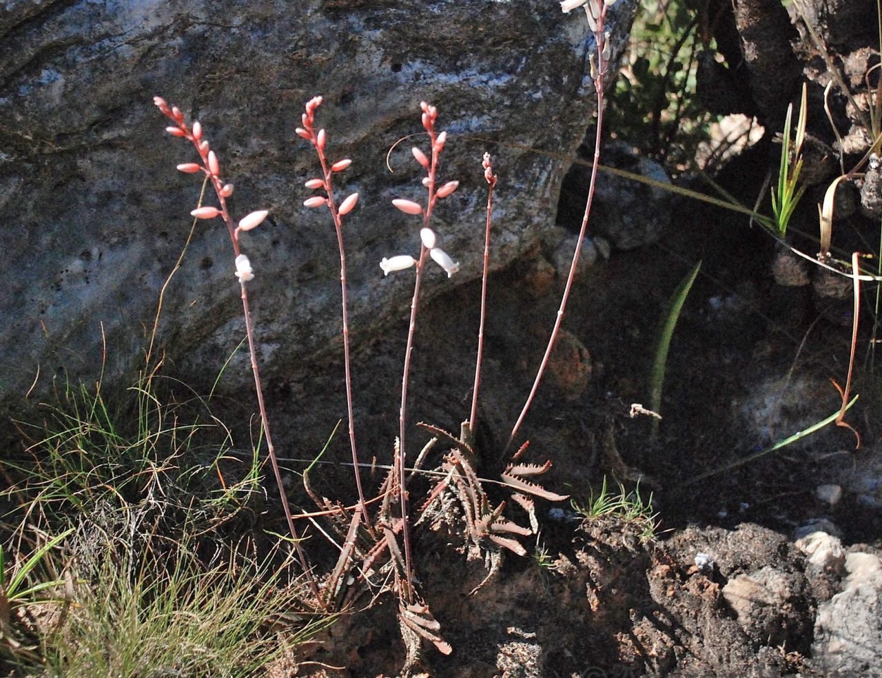 Aloe calcairophila- 23h8