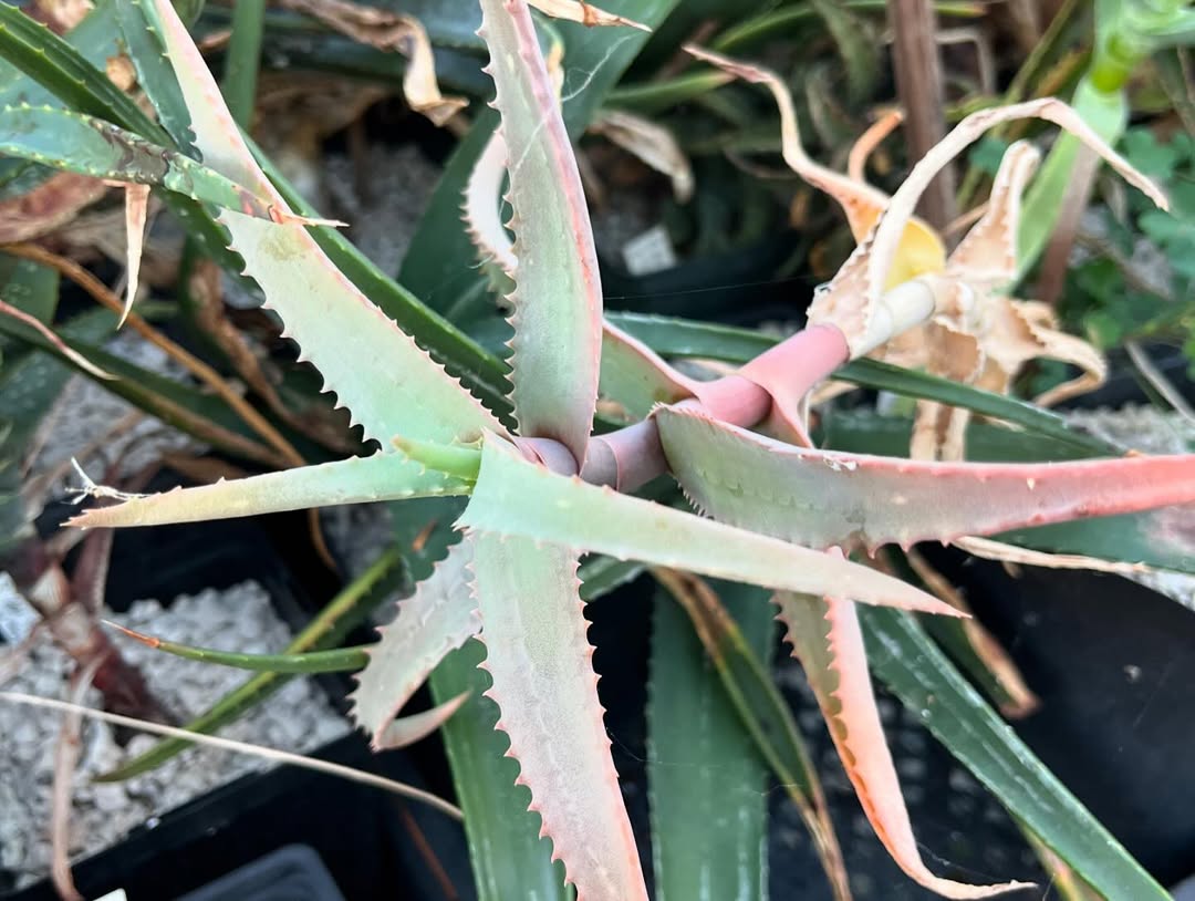 Aloe cremnophila- 23h8