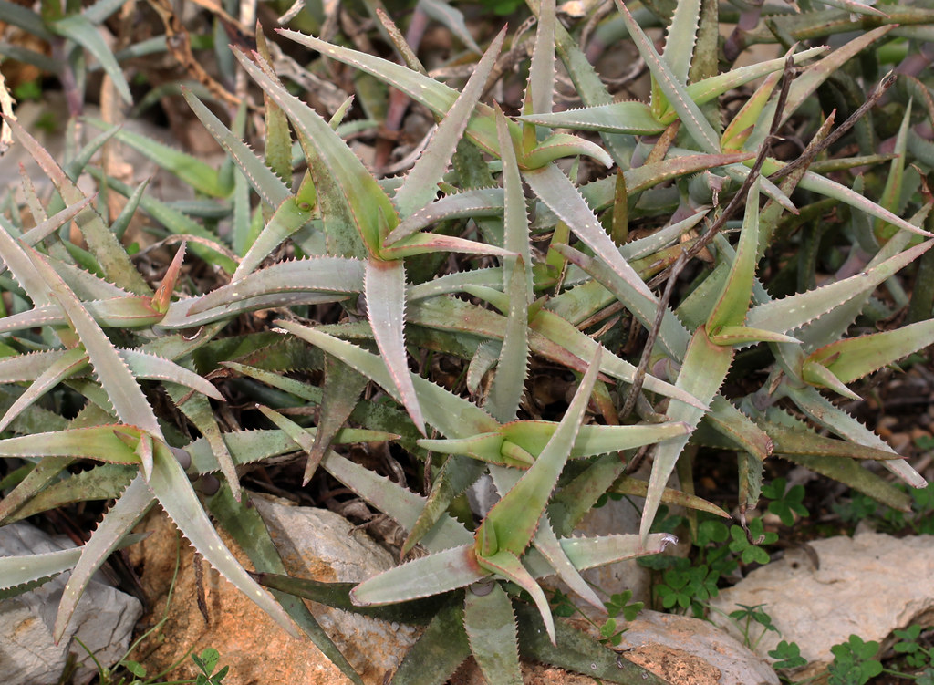Aloe cremnophila- 23h8