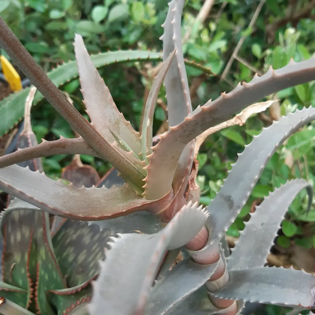 Aloe cremnophila- 23h8