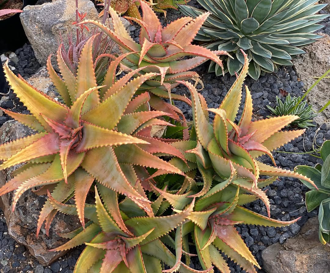 aloe vera skincare gel Aloe Vera Gel — Wholesale Botanics