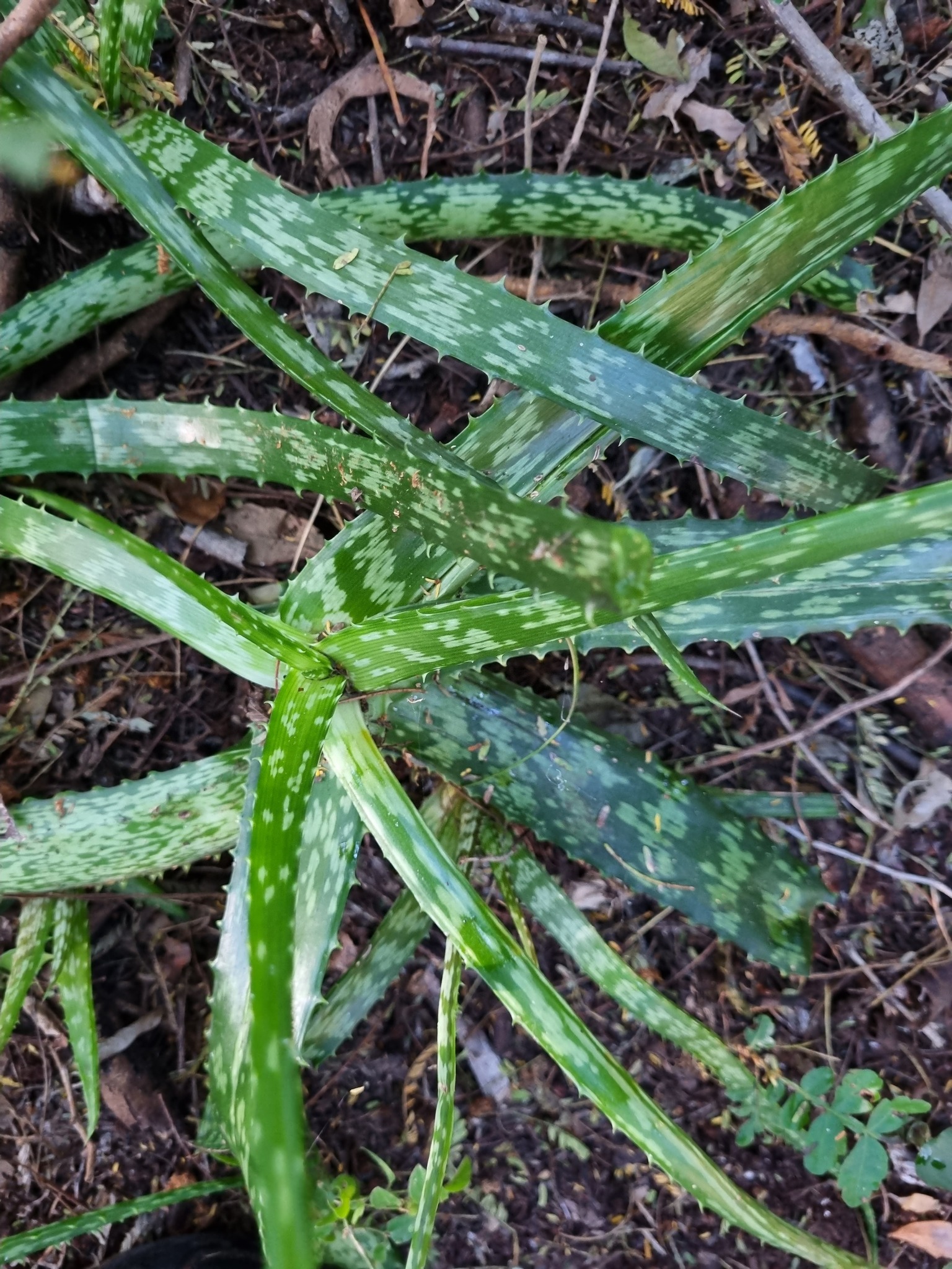 aloe vera feuchtigkeitsgel aloe+ Feuchtigkeitsgel