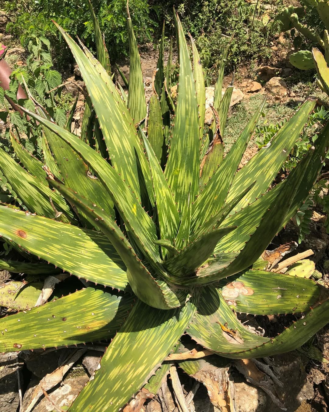 Aloe harlana- 23h8