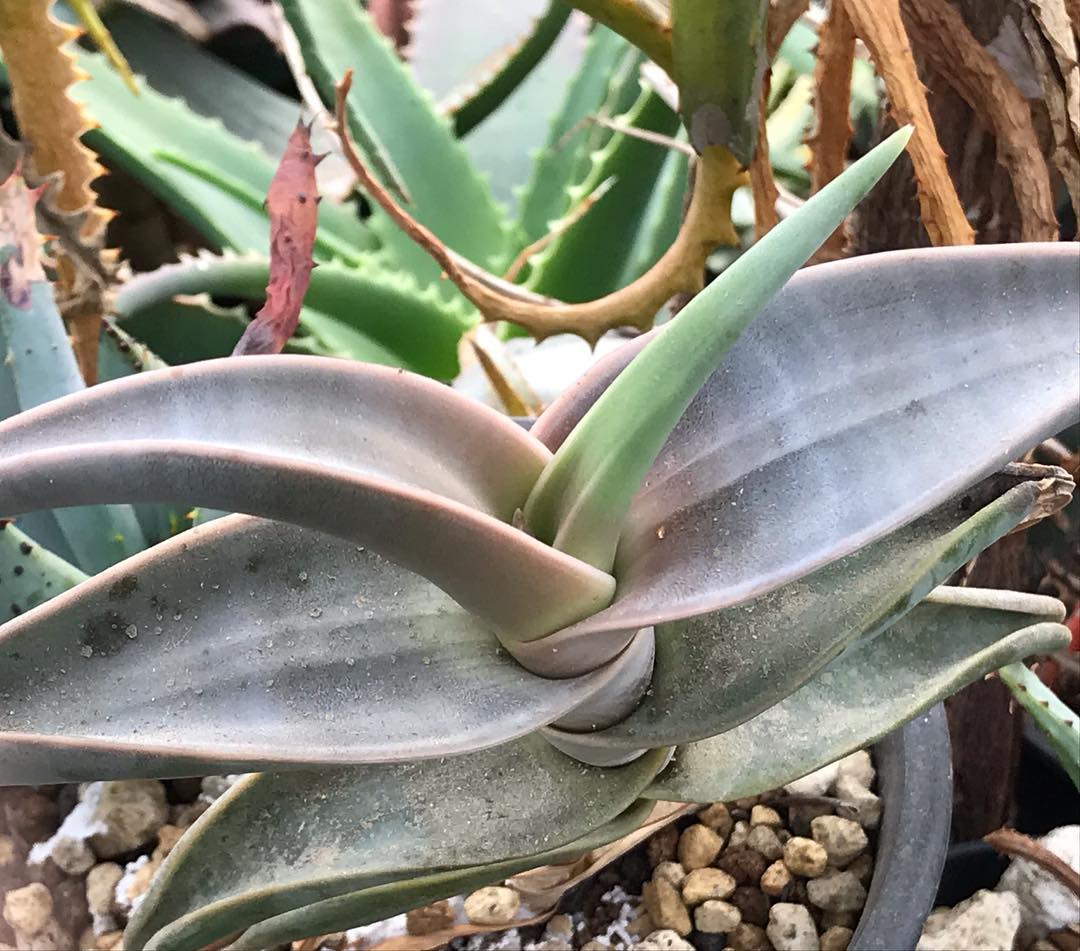 Aloe inermis 无齿芦荟 - 23h8 爱生活吧！
