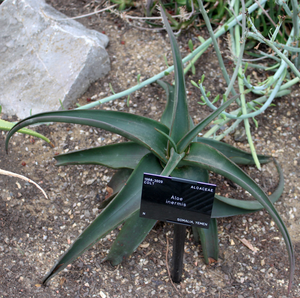 Aloe inermis 无齿芦荟 - 23h8 爱生活吧！