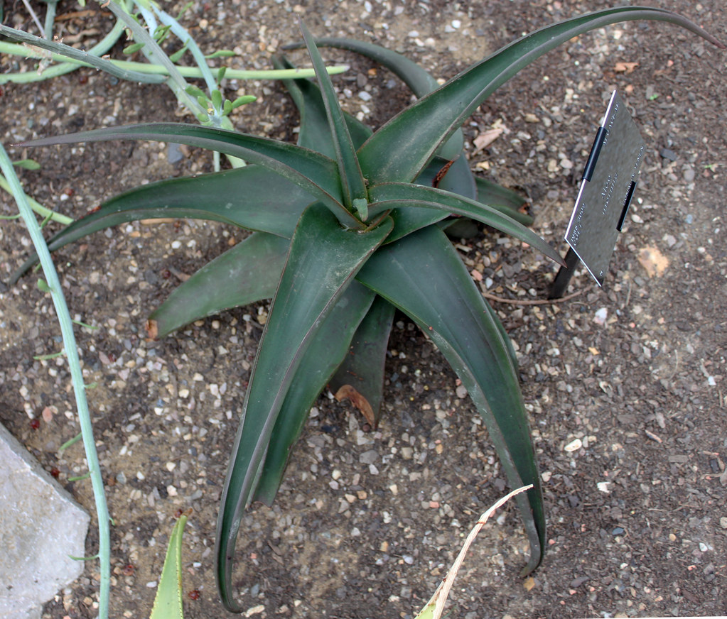 Aloe inermis 无齿芦荟 - 23h8 爱生活吧！