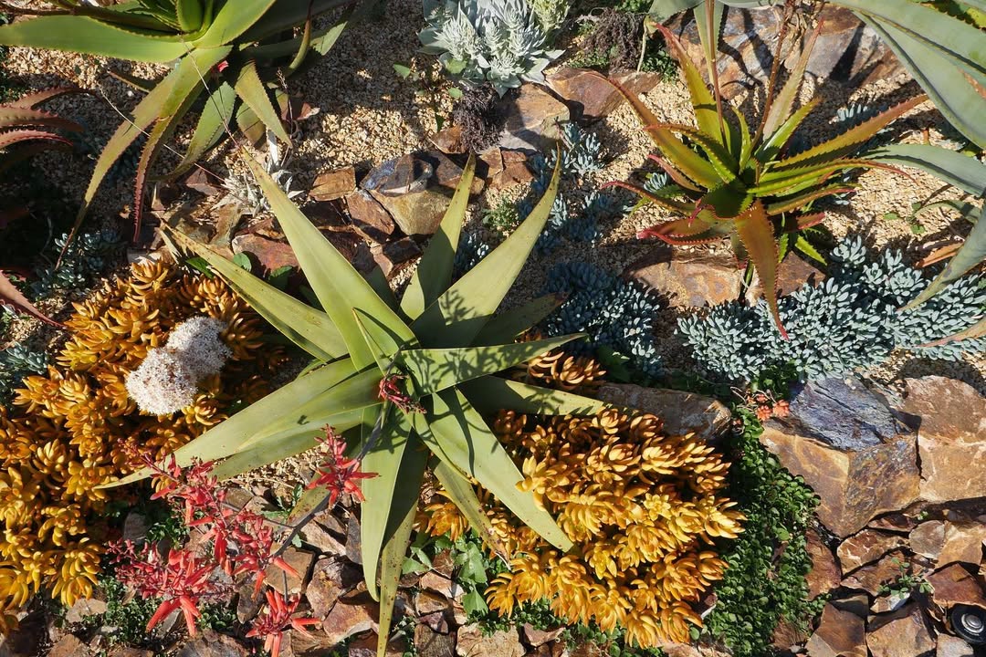 Aloe inermis 无齿芦荟 - 23h8 爱生活吧！